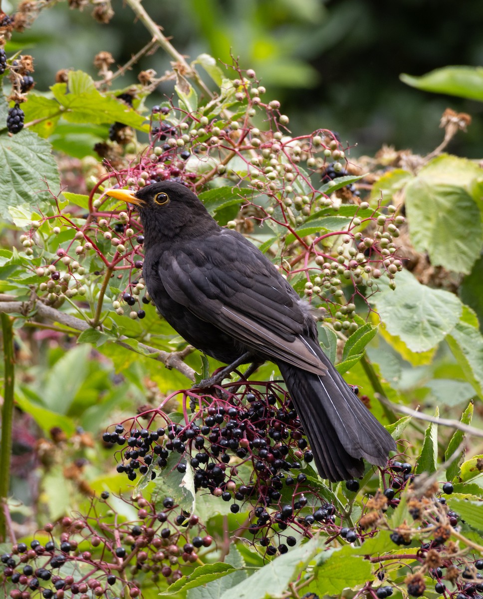 Eurasian Blackbird - ML622781750