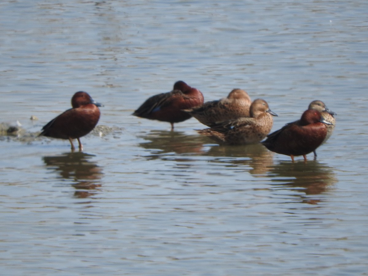 Cinnamon Teal - ML622781751