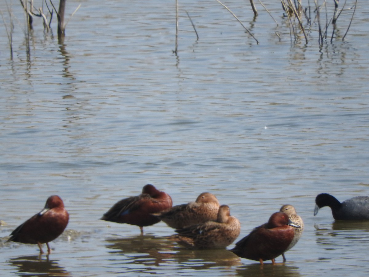 Cinnamon Teal - ML622781752