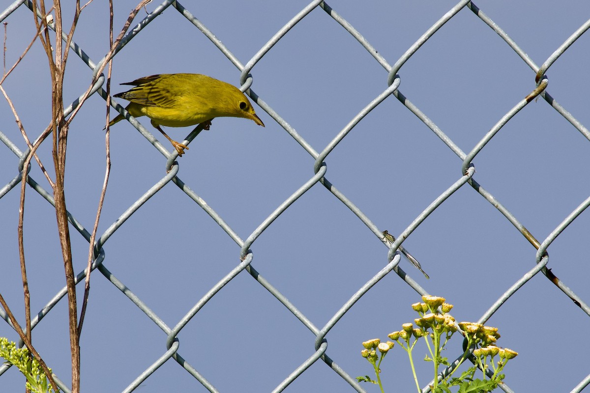 Yellow Warbler - George Forsyth