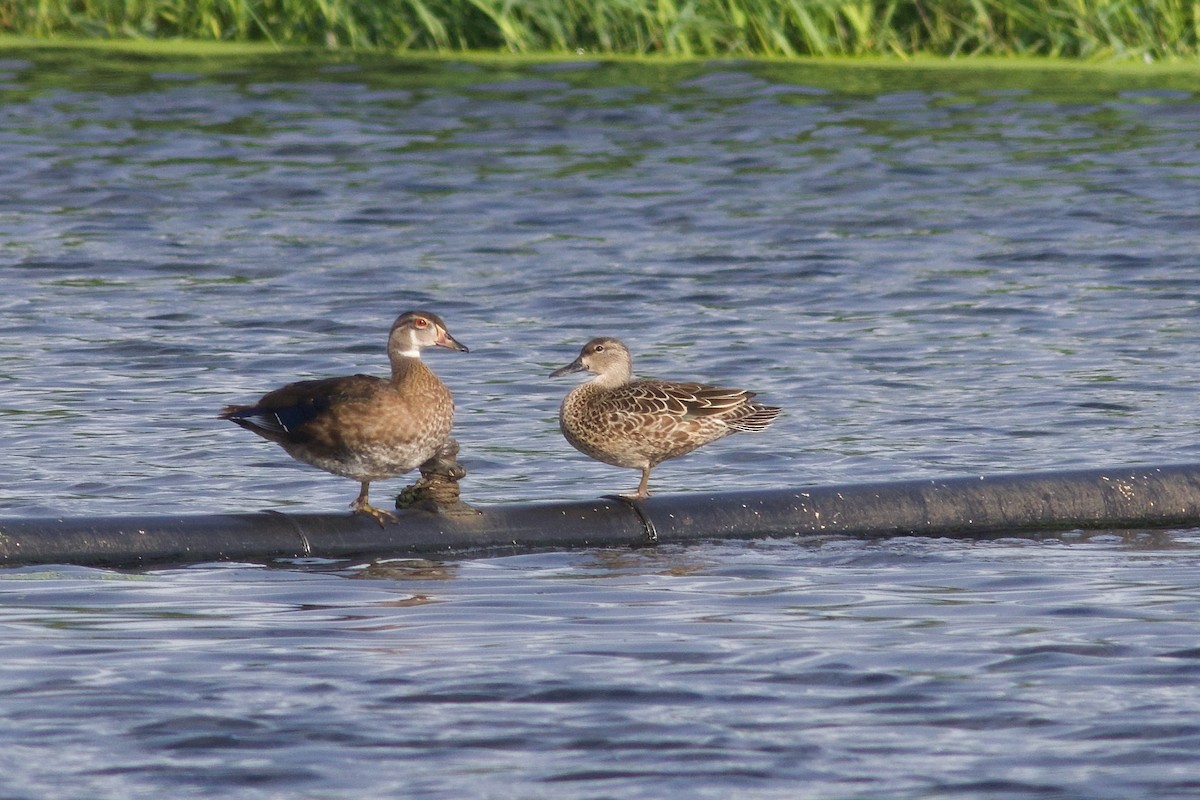 Blue-winged Teal - George Forsyth