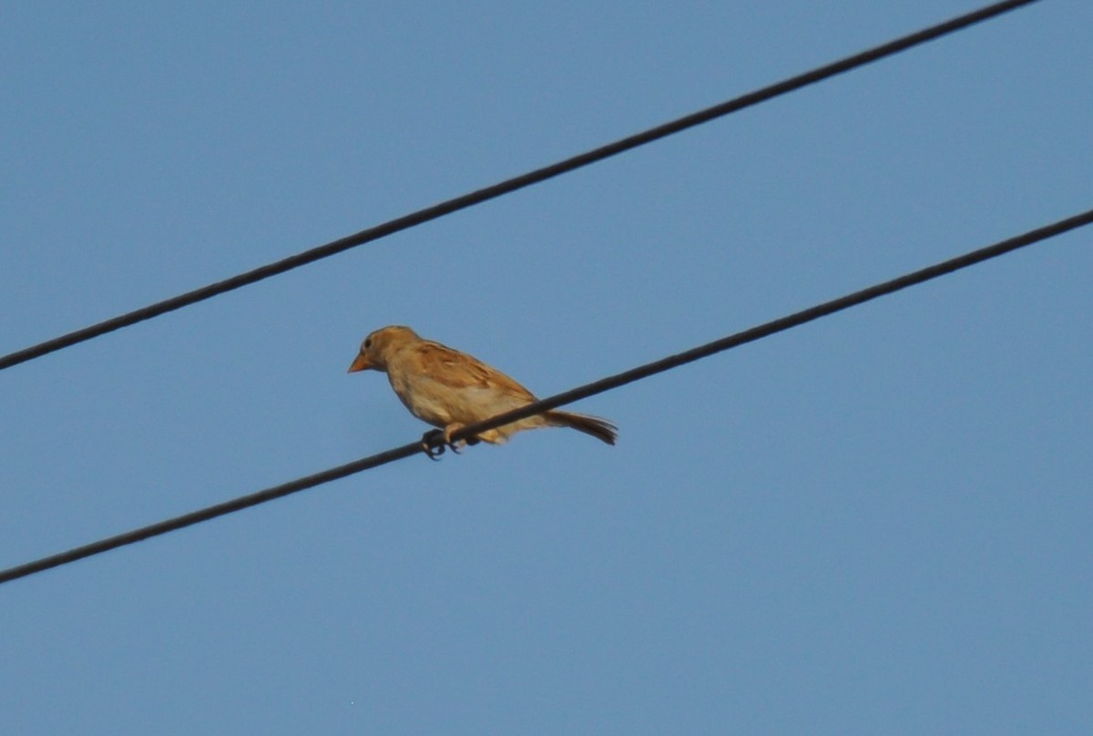 House Sparrow - Maria Carmo