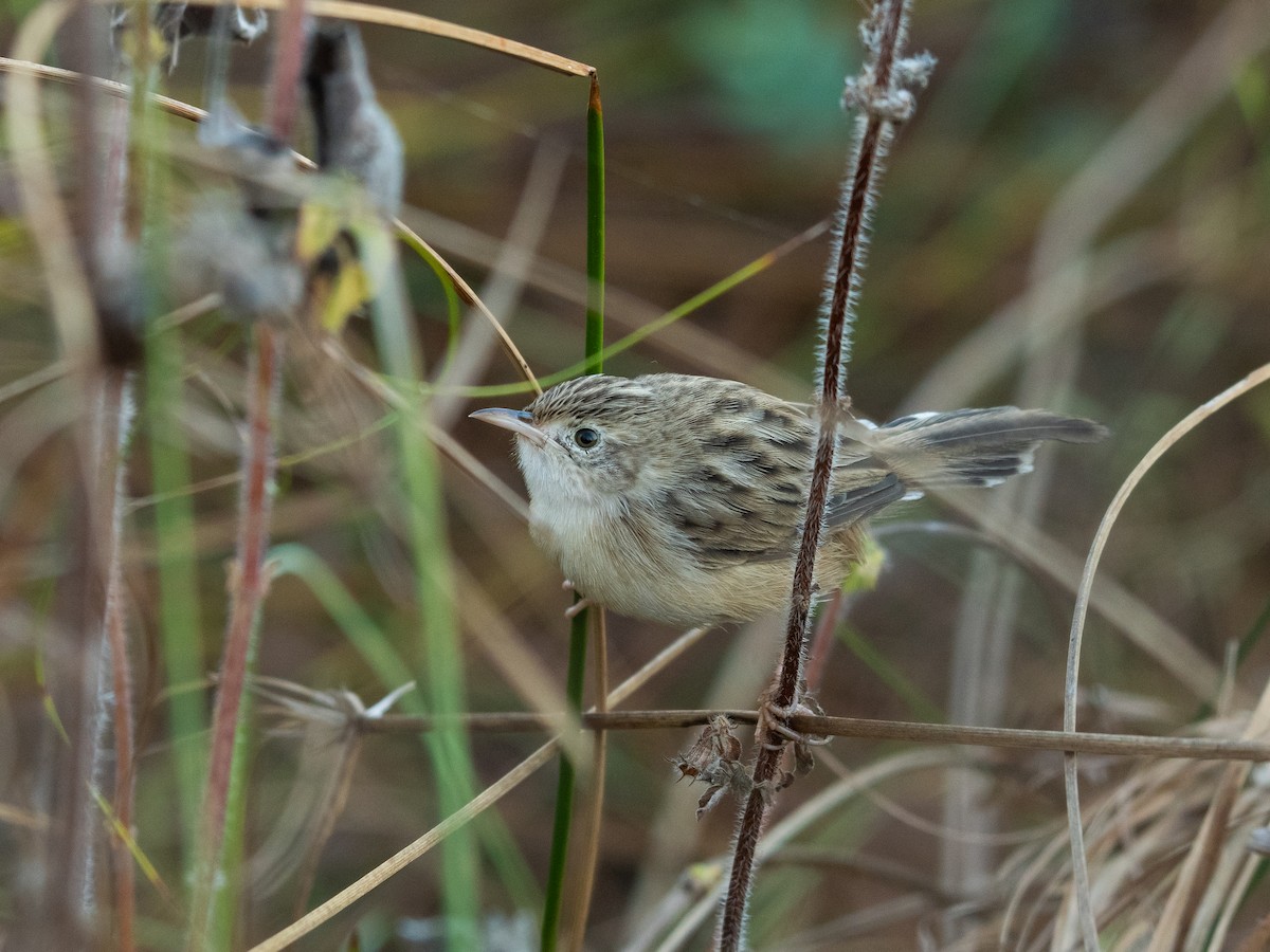 Madagaskar Yelpazekuyruğu - ML622781862