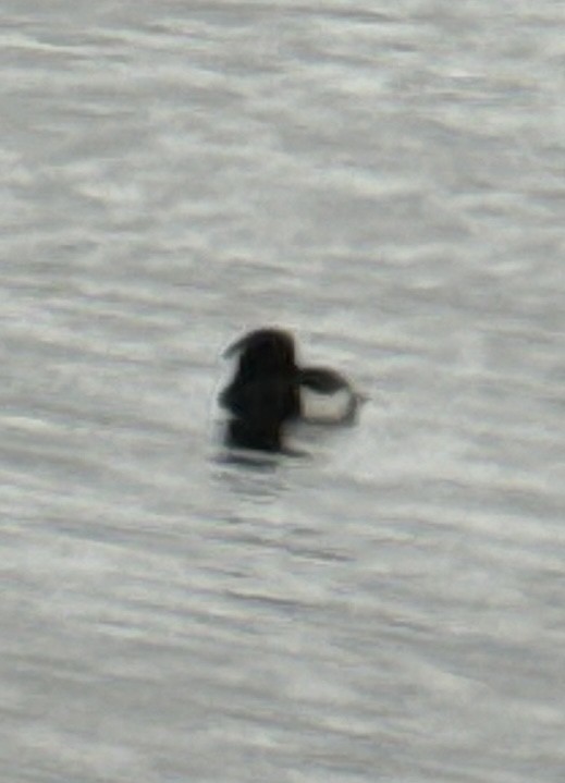 Tufted Duck - ML622781871