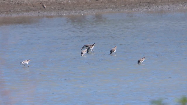 Marsh Sandpiper - ML622781962