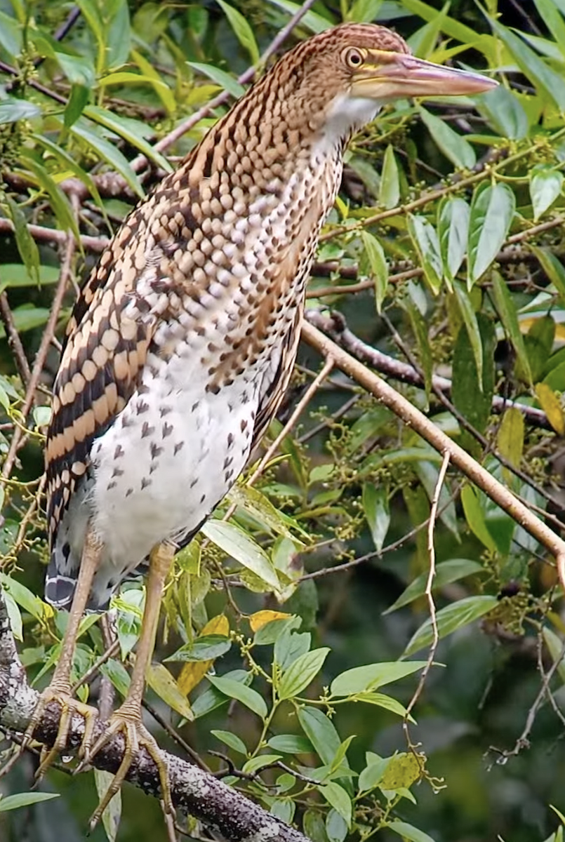 Fasciated Tiger-Heron - ML622782002
