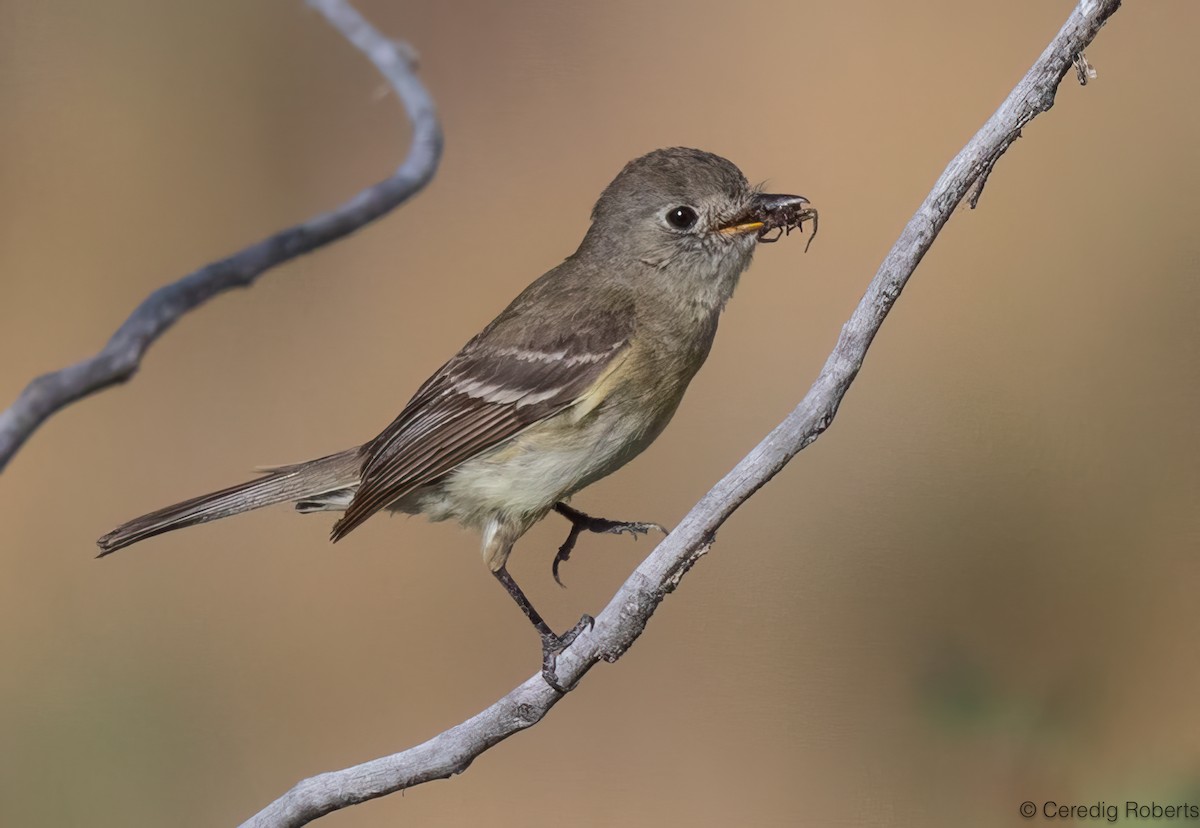 Dusky Flycatcher - ML622782105