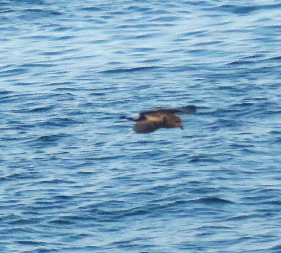 Wedge-rumped Storm-Petrel - Michel Turcot