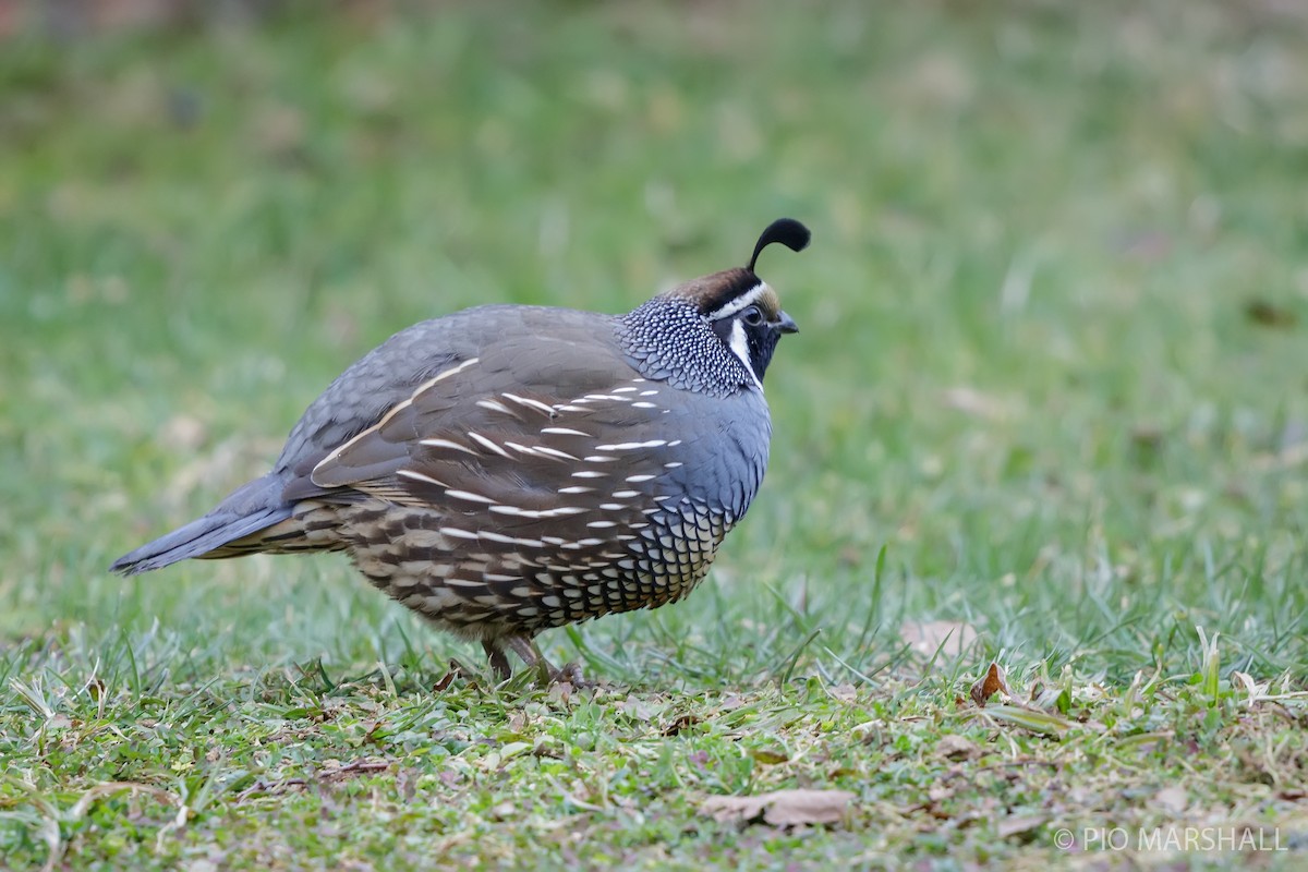 California Quail - ML622782187