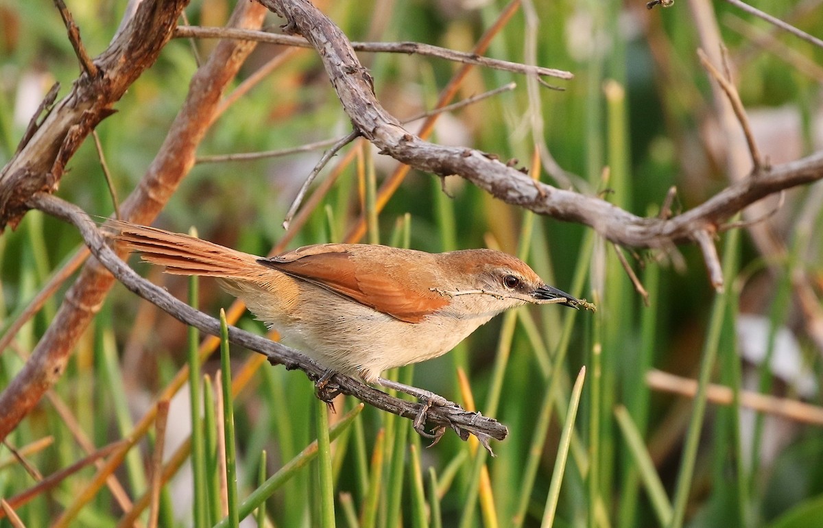 Yellow-chinned Spinetail - ML622782194