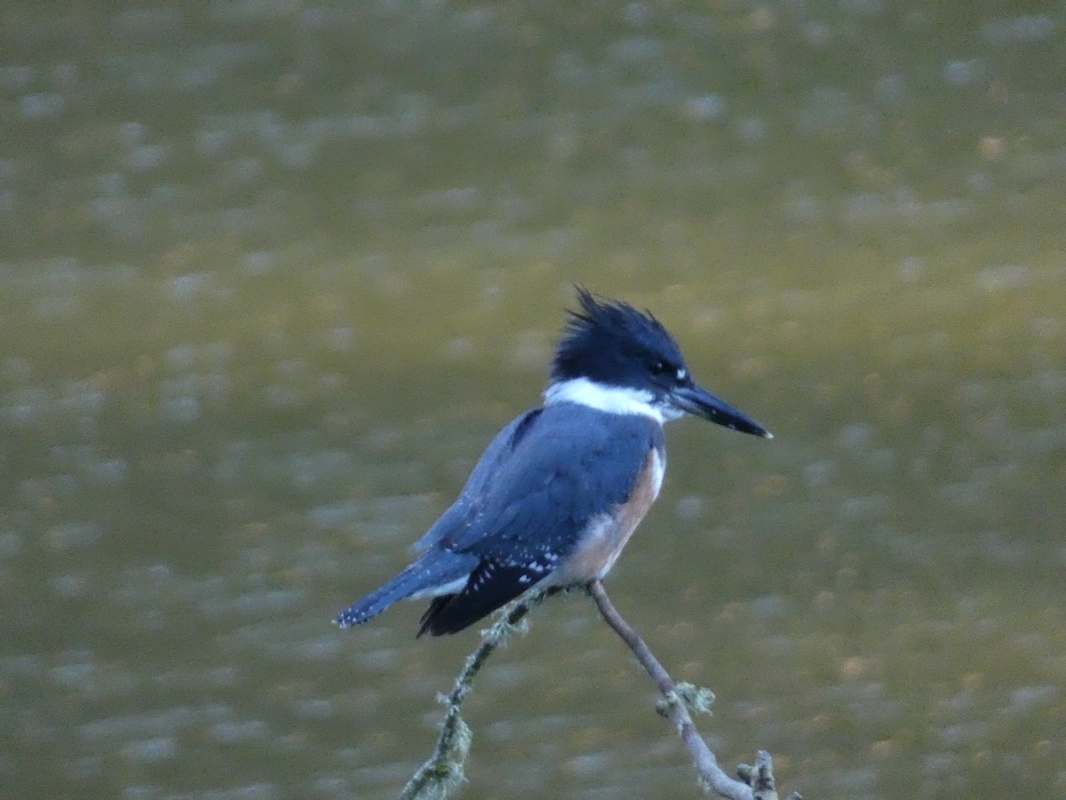 Belted Kingfisher - ML622782202