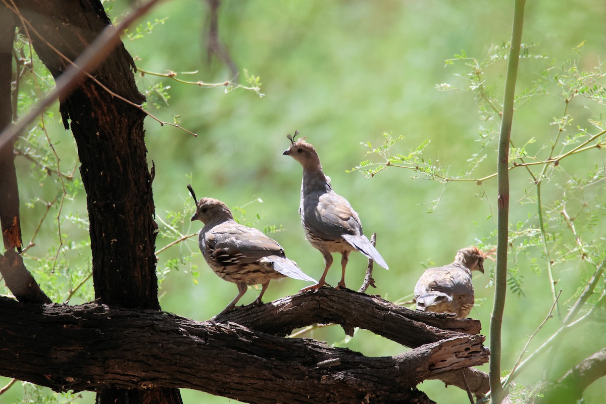 Gambel's Quail - ML622782224