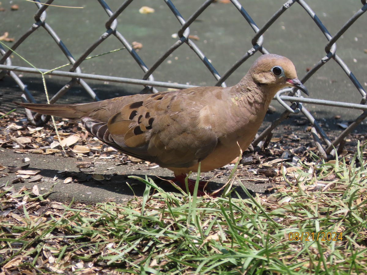 Mourning Dove - Susan Leake