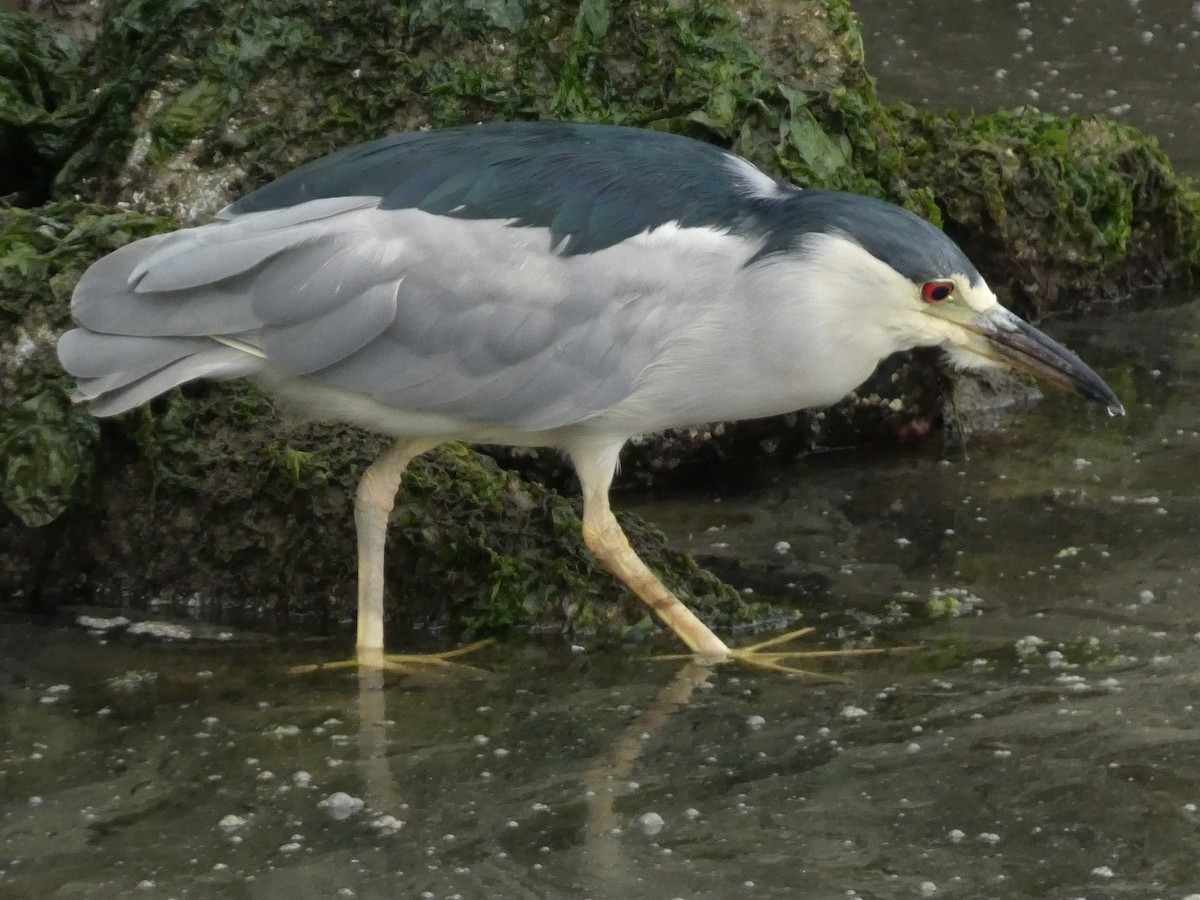 Black-crowned Night Heron - Roberto Macay