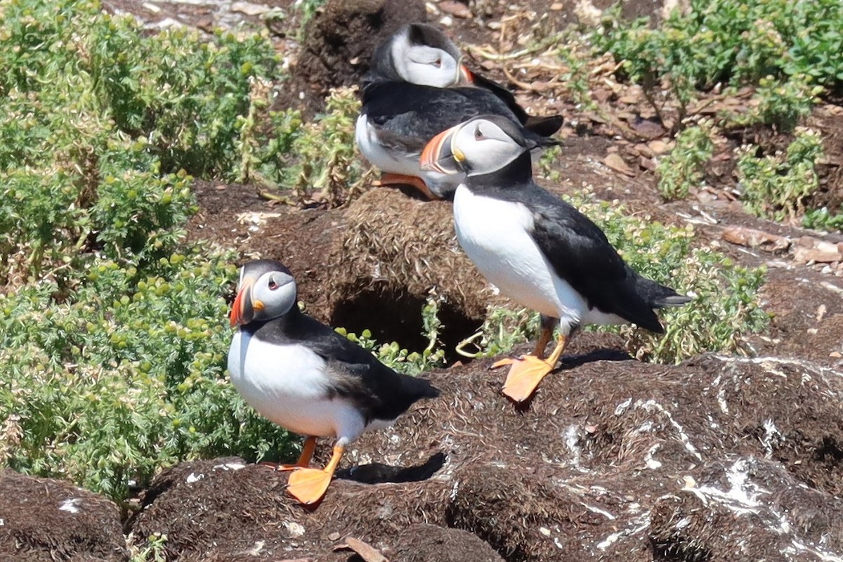 Atlantic Puffin - Subodh Ghonge