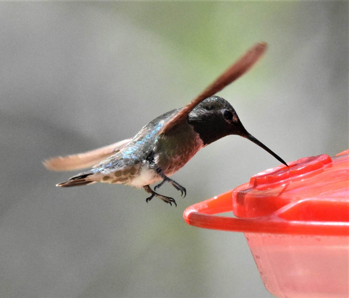 Broad-tailed Hummingbird - Jerry Davis