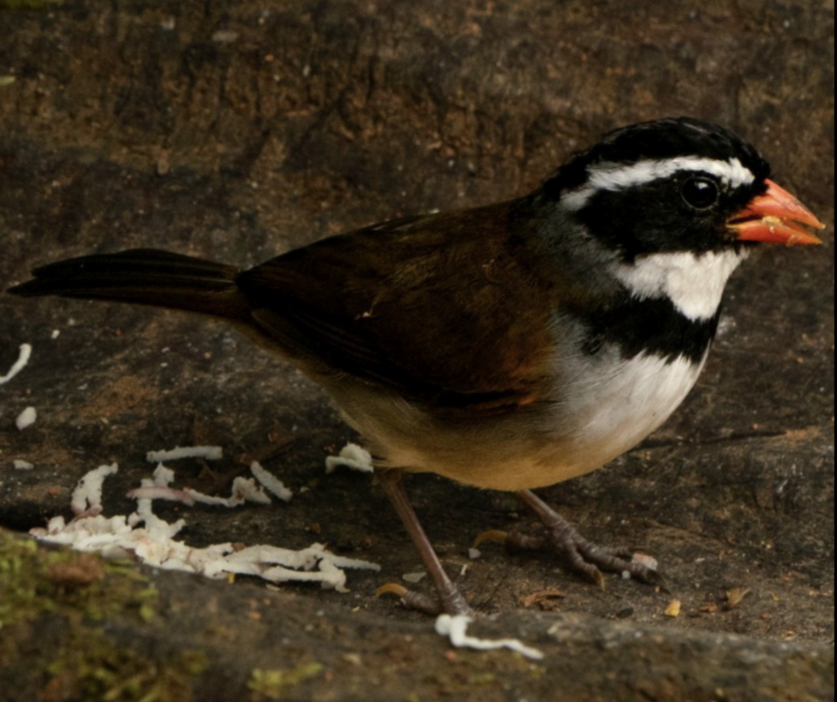 Orange-billed Sparrow - ML622782332