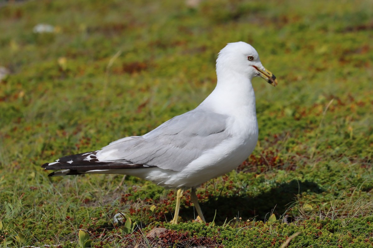 Ring-billed Gull - ML622782406