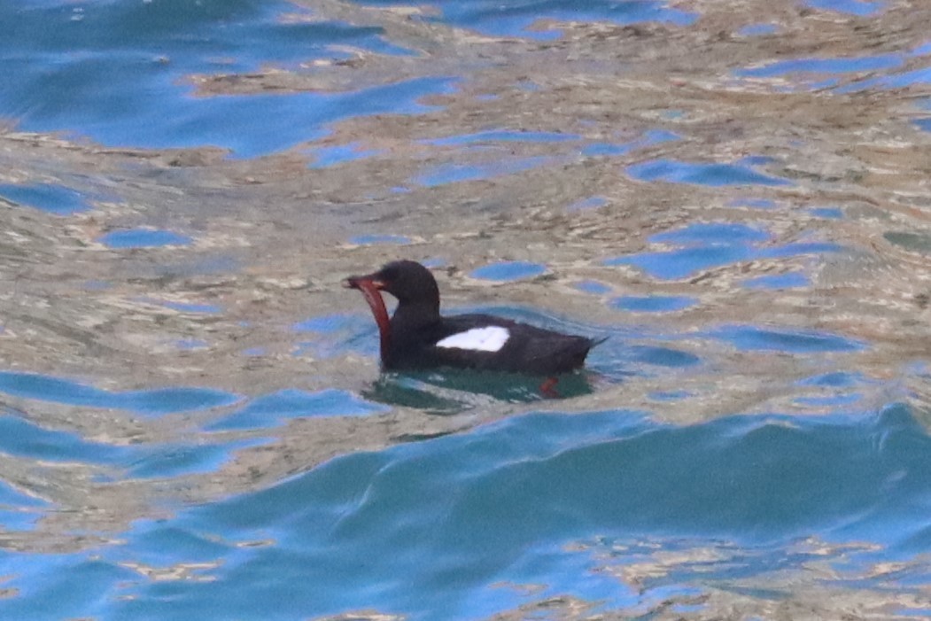 Black Guillemot - Subodh Ghonge