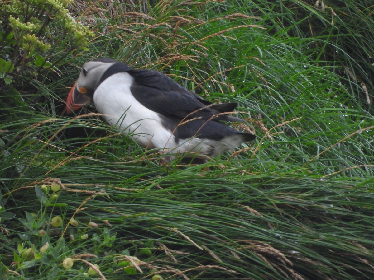 Atlantic Puffin - ML622782442