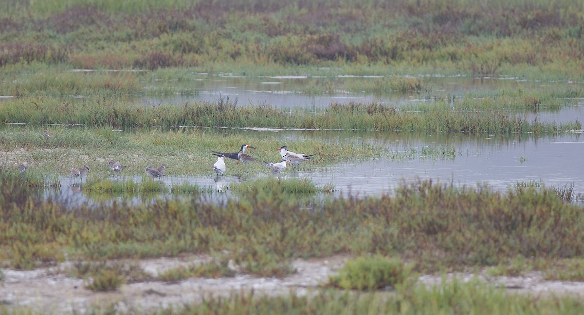 Водоріз американський (підвид niger) - ML622782448