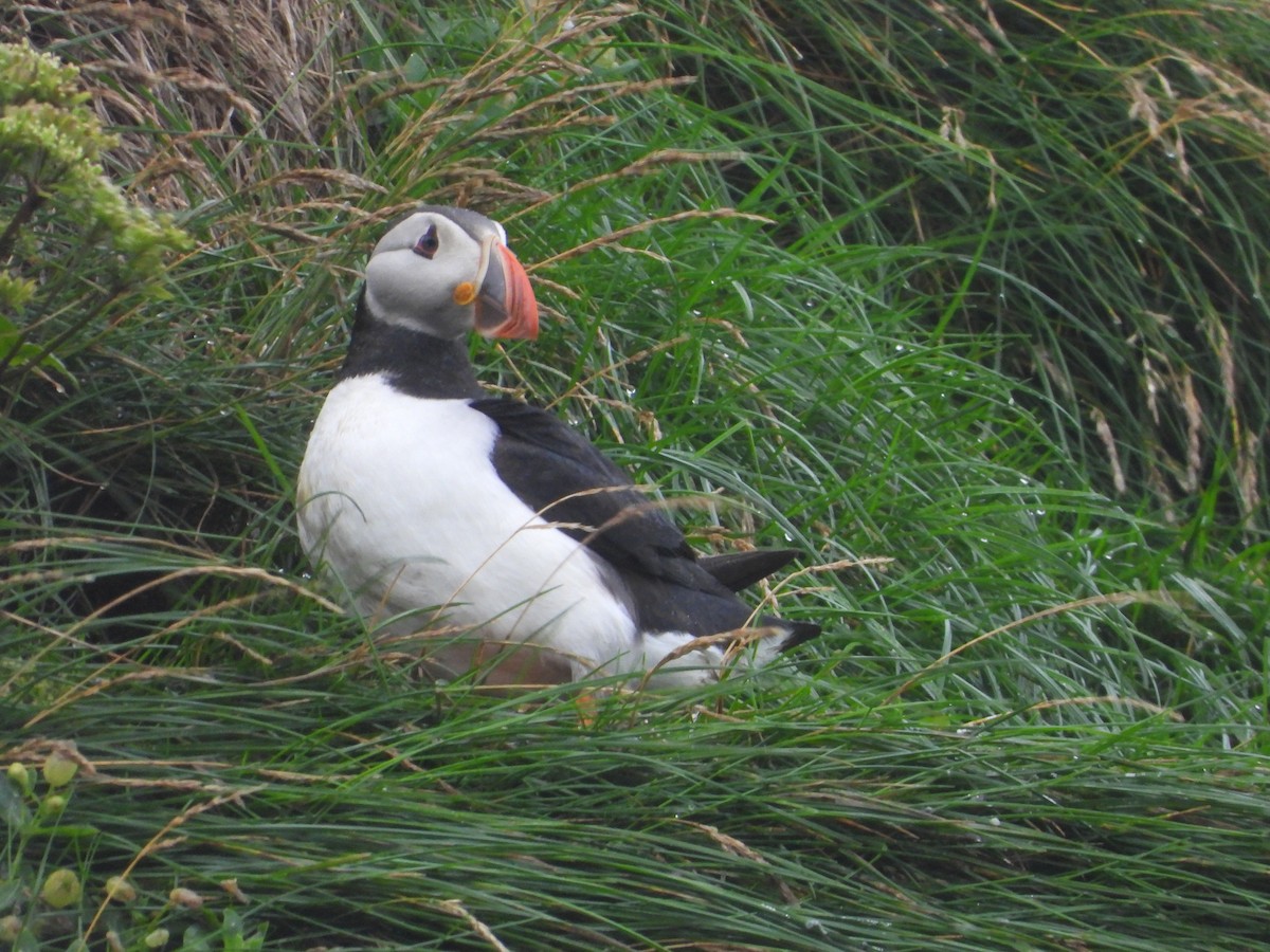 Atlantic Puffin - ML622782449