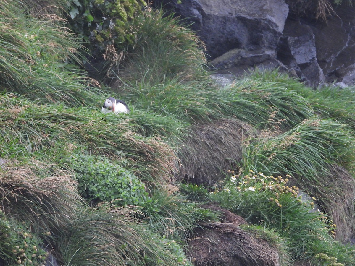 Atlantic Puffin - ML622782462