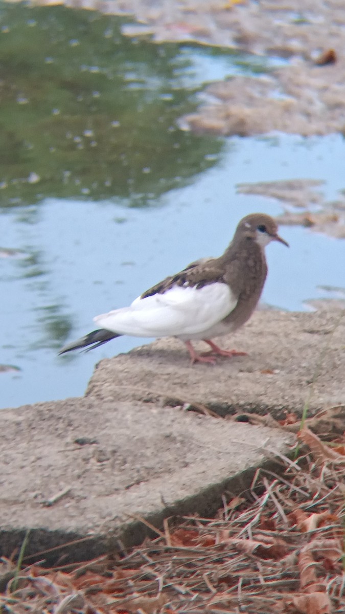 Mourning Dove - ML622782465