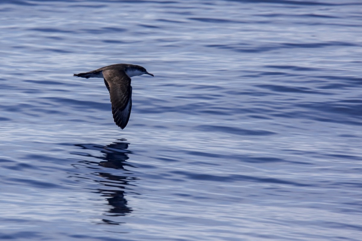 Audubon's Shearwater - Andy Jones