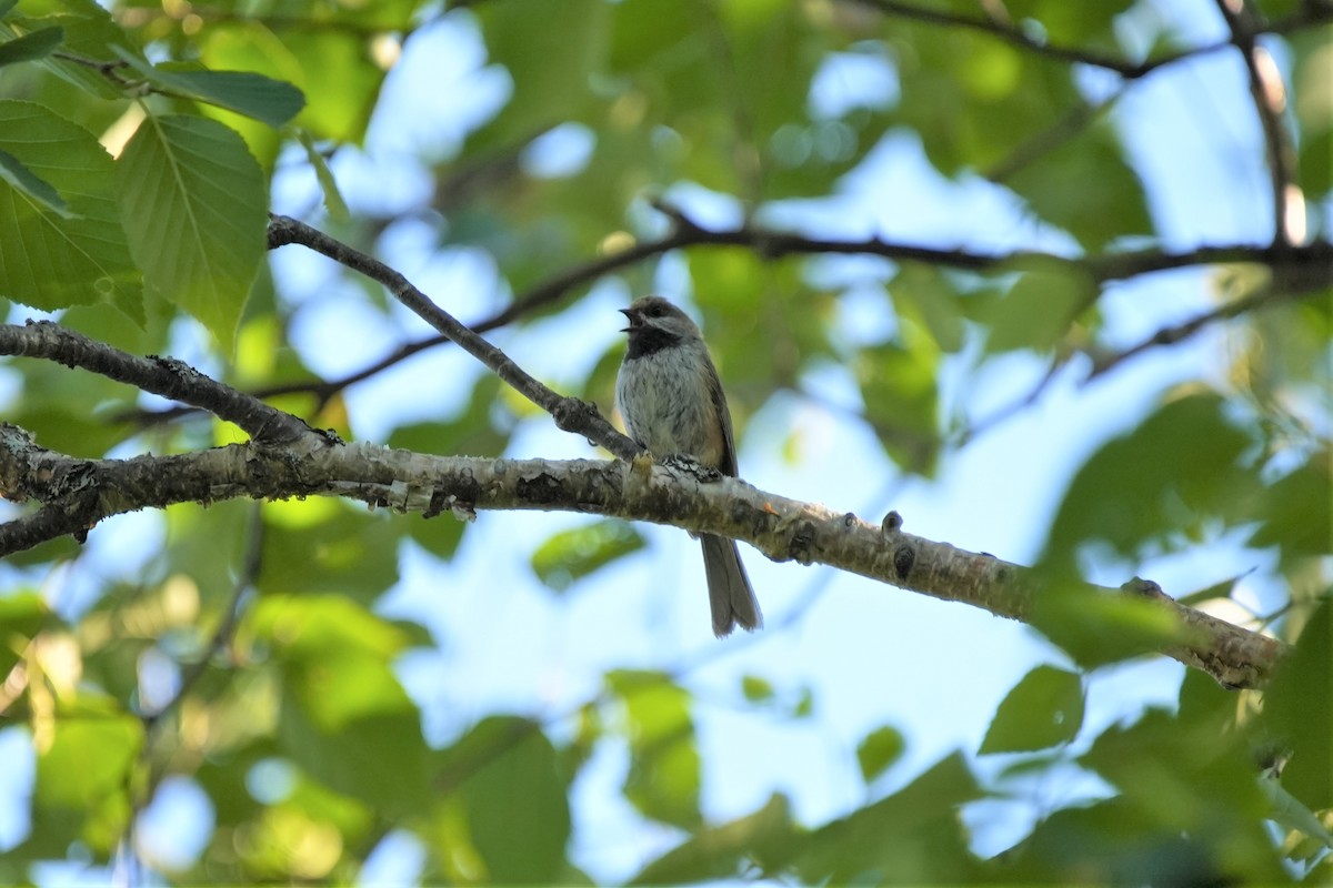 Boreal Chickadee - ML622782484
