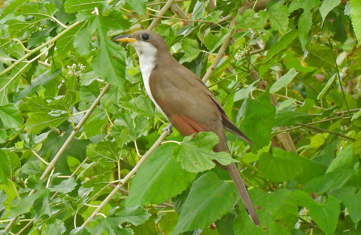 Yellow-billed Cuckoo - Tracy W    (°▽°)