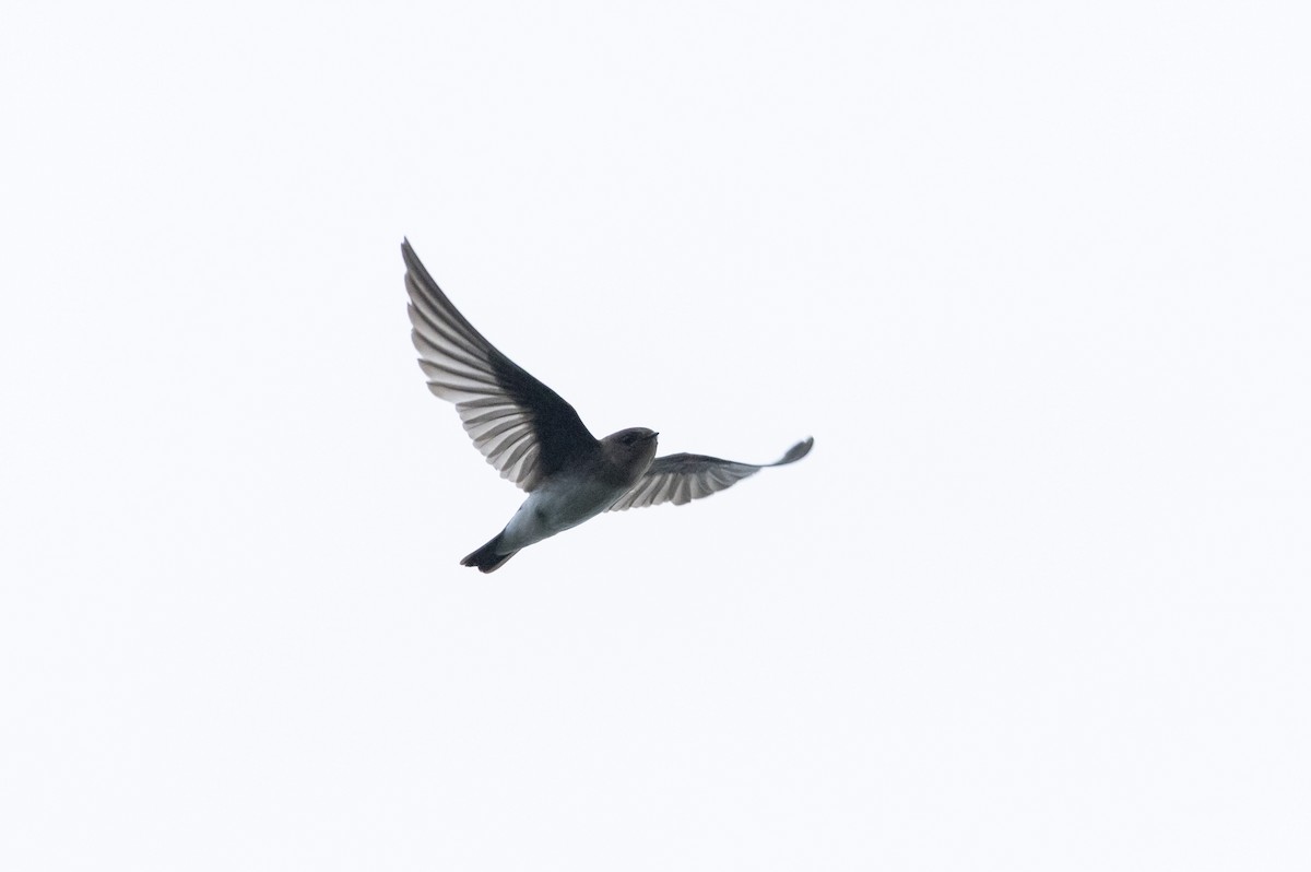 Northern Rough-winged Swallow - ML622782502