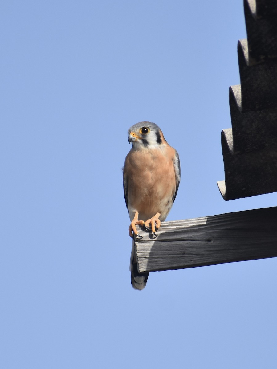 American Kestrel - ML622782526