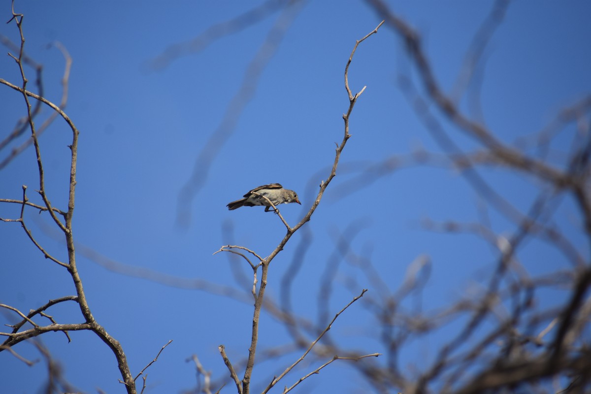 Caribbean Elaenia - ML622782540