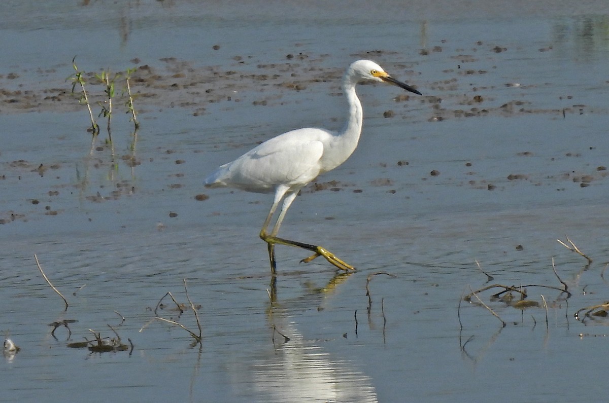 Snowy Egret - Tracy W    (°▽°)