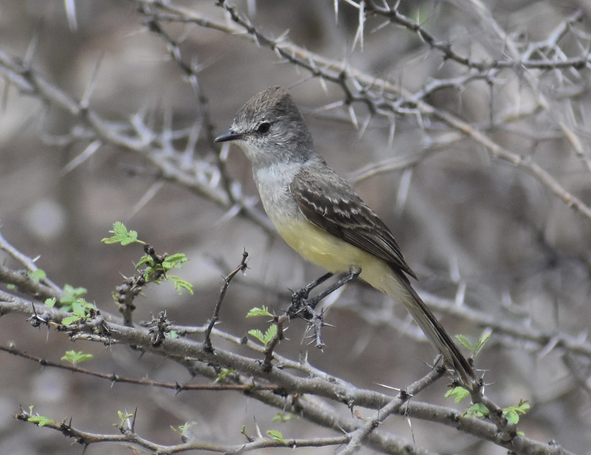 Northern Scrub-Flycatcher - ML622782579