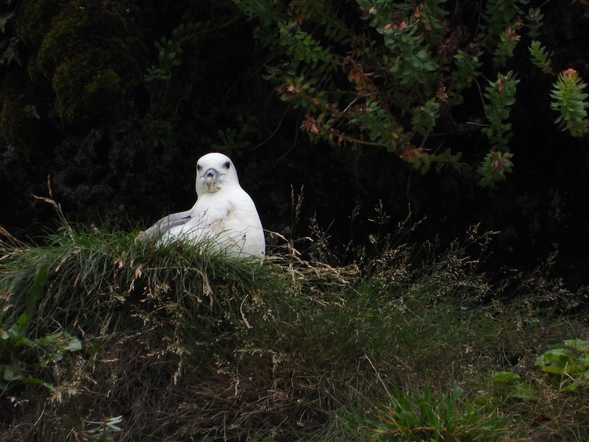 Fulmar boréal - ML622782592