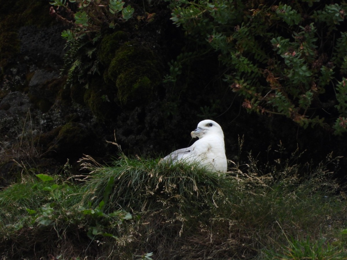 Fulmar boréal - ML622782595