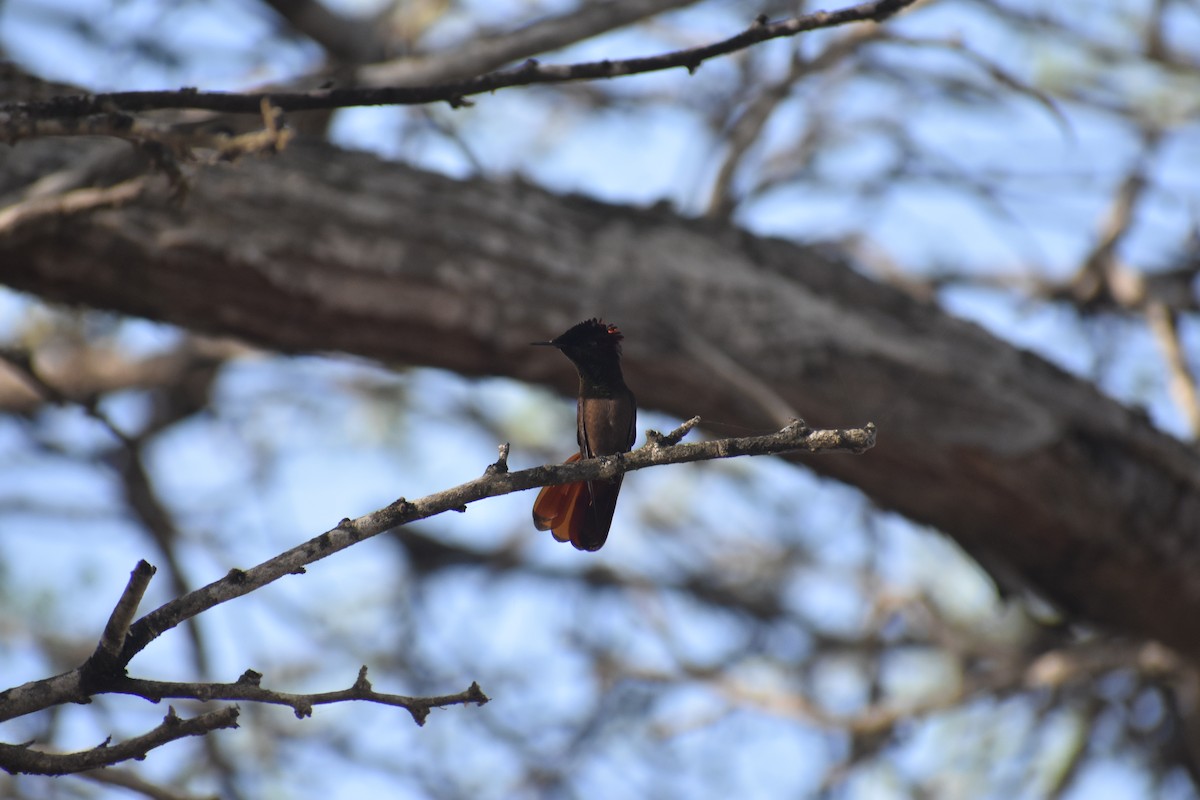 Ruby-topaz Hummingbird - ML622782604