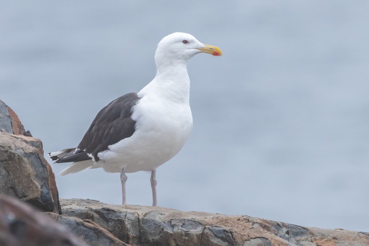 Great Black-backed Gull - ML622782609