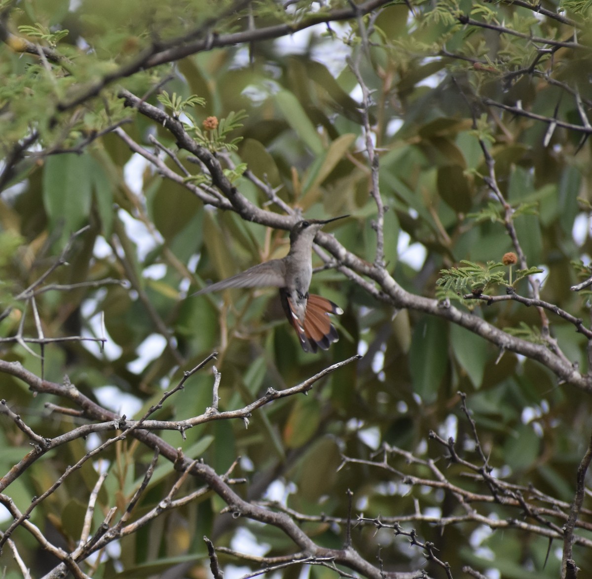 Ruby-topaz Hummingbird - ML622782612