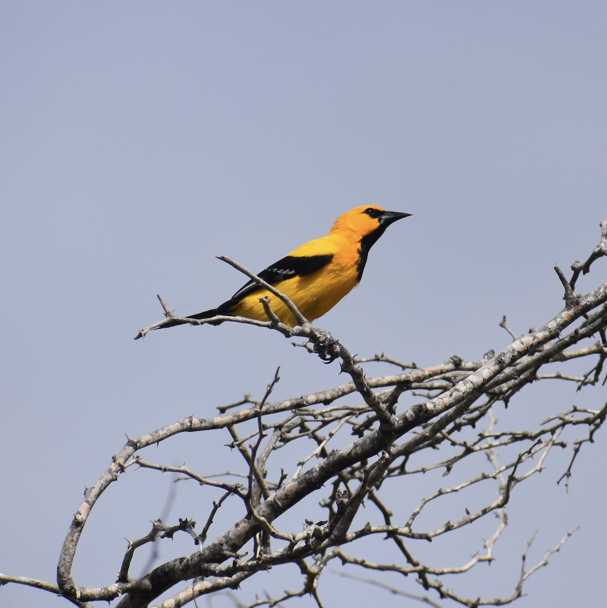 Yellow Oriole - ML622782631