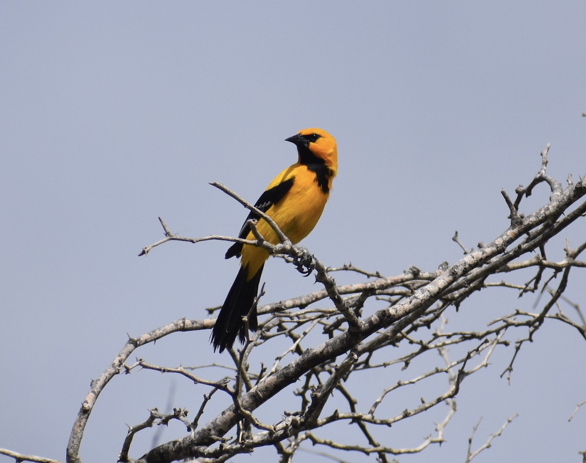 Yellow Oriole - ML622782638