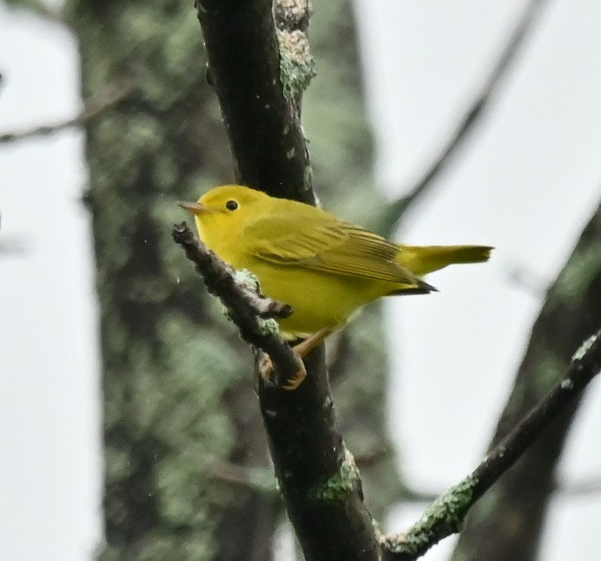 Yellow Warbler - ML622782646