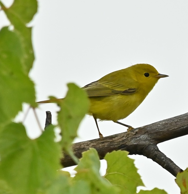 Yellow Warbler - ML622782649