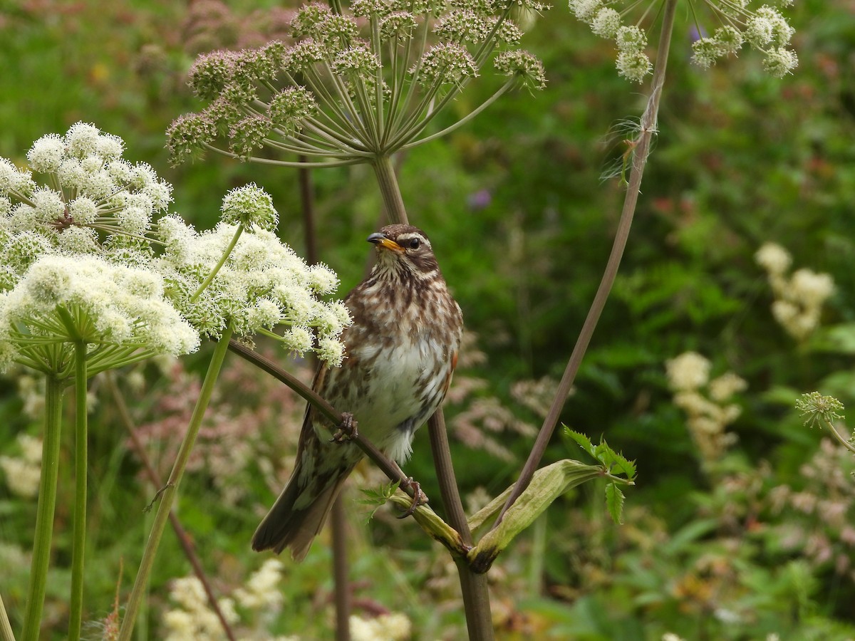 Redwing - ML622782672