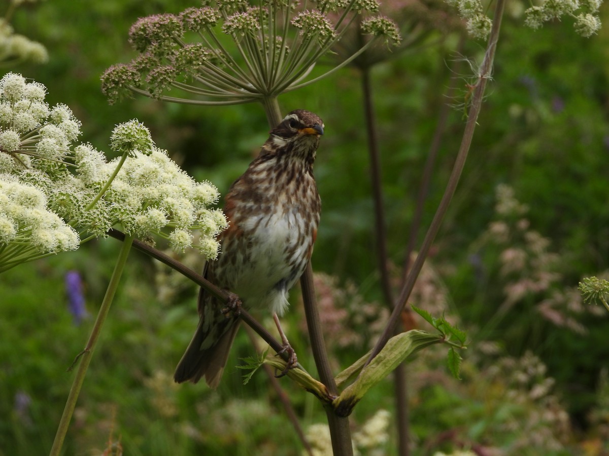 Redwing - ML622782677