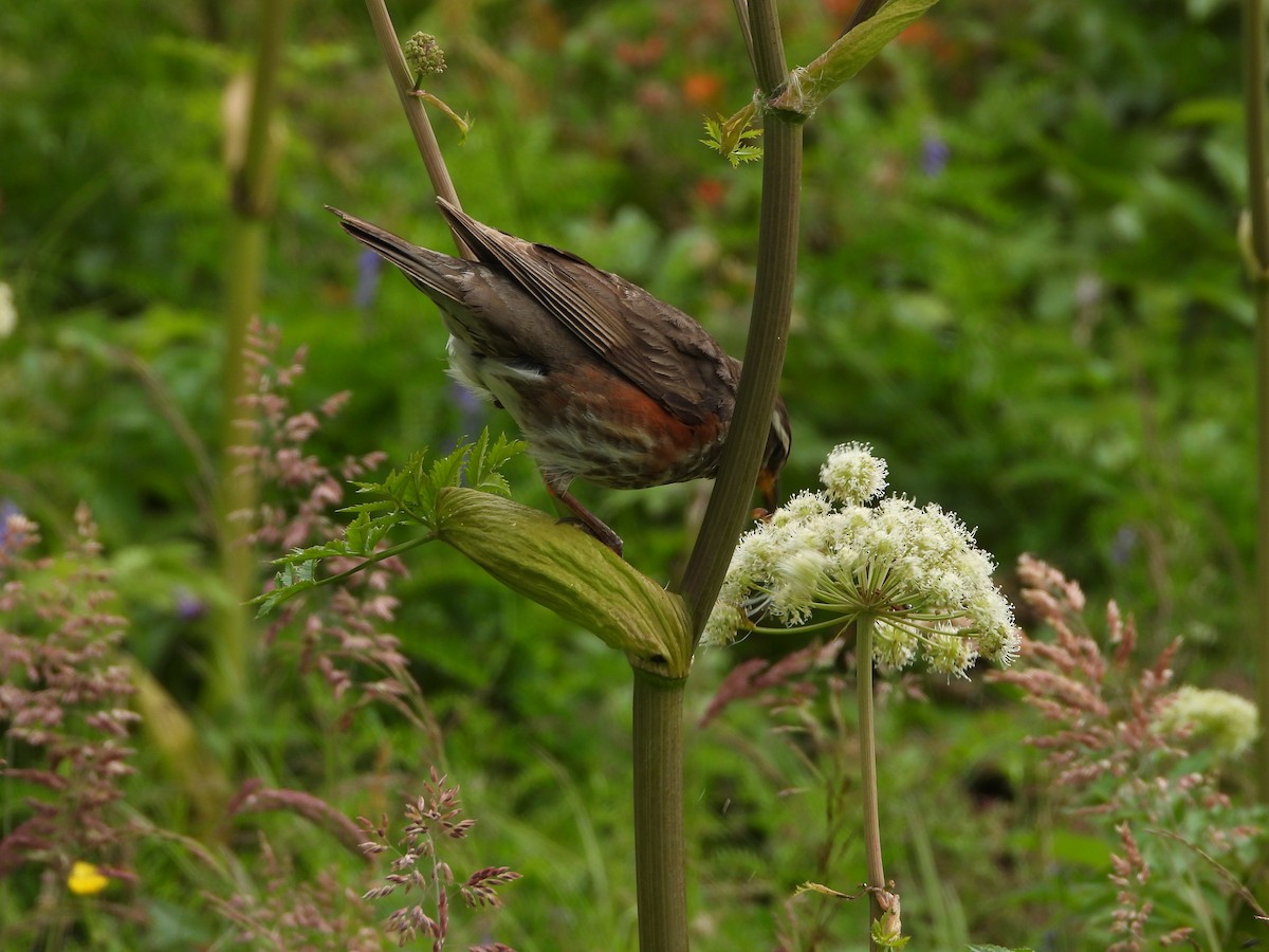 Redwing - ML622782682