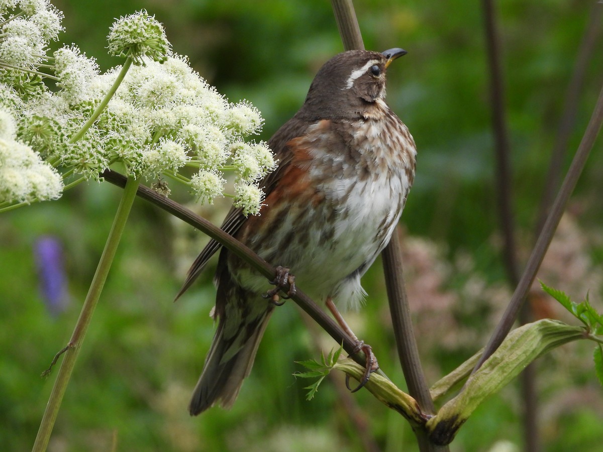 Redwing - ML622782683