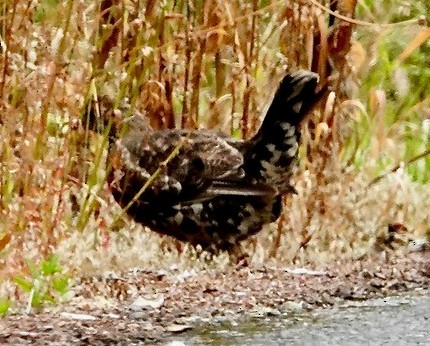 Sooty Grouse - ML622782748